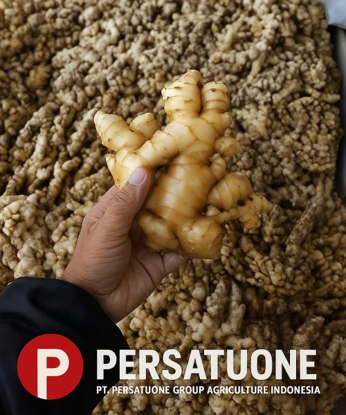 WhatsApp Image 2025-08-29 at 16.19.33 (1)