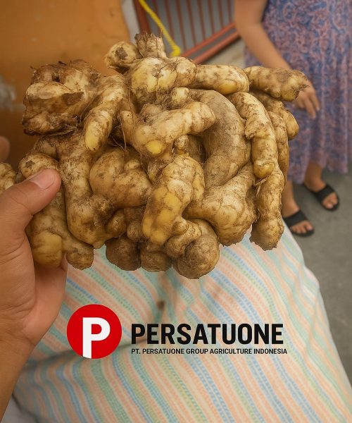 WhatsApp Image 2025-08-29 at 16.19.40 (1)