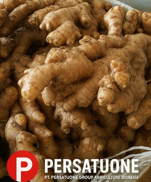 WhatsApp Image 2025-08-29 at 16.19.40