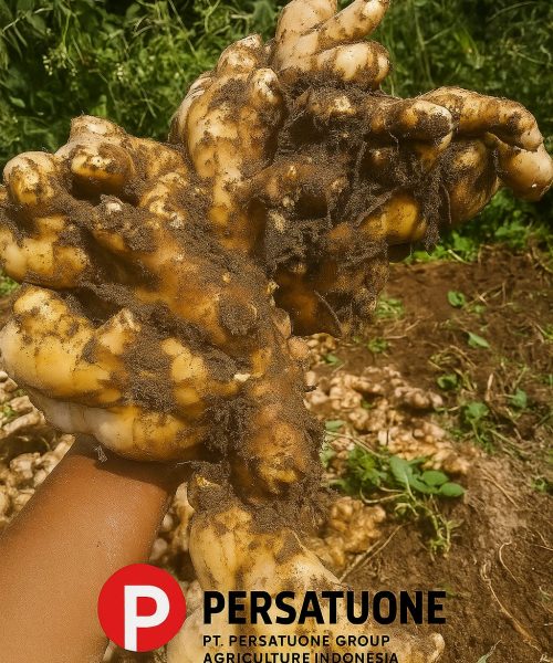 WhatsApp Image 2025-08-29 at 16.19.42 (2)